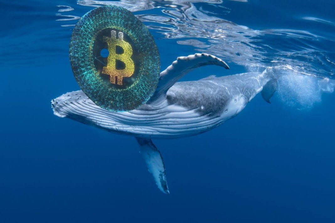 Bitcoin Whale thecryptonewshub.com