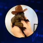 PNUT Price Prediction Will PNUT Price 5X This Week Viral Star Peanut the Squirrel at the Center of Lawsuit Against Binance Over IP Infringement.