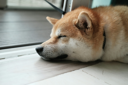 wp header logo 251 Dogecoin Price Suppression: Analyst Reveals Channel That’s Holding Price Back From Reaching $0.3