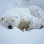 wp header logo 514 Analyst Drops Bearish Bombshell: Bitcoin To $93,500, Ethereum To $2,100, XRP To $1.6