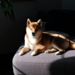 wp header logo 1336 Dogecoin Draws New Attention As Open Interest Tops $3 Billion