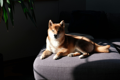 wp header logo 1336 Dogecoin Draws New Attention As Open Interest Tops $3 Billion