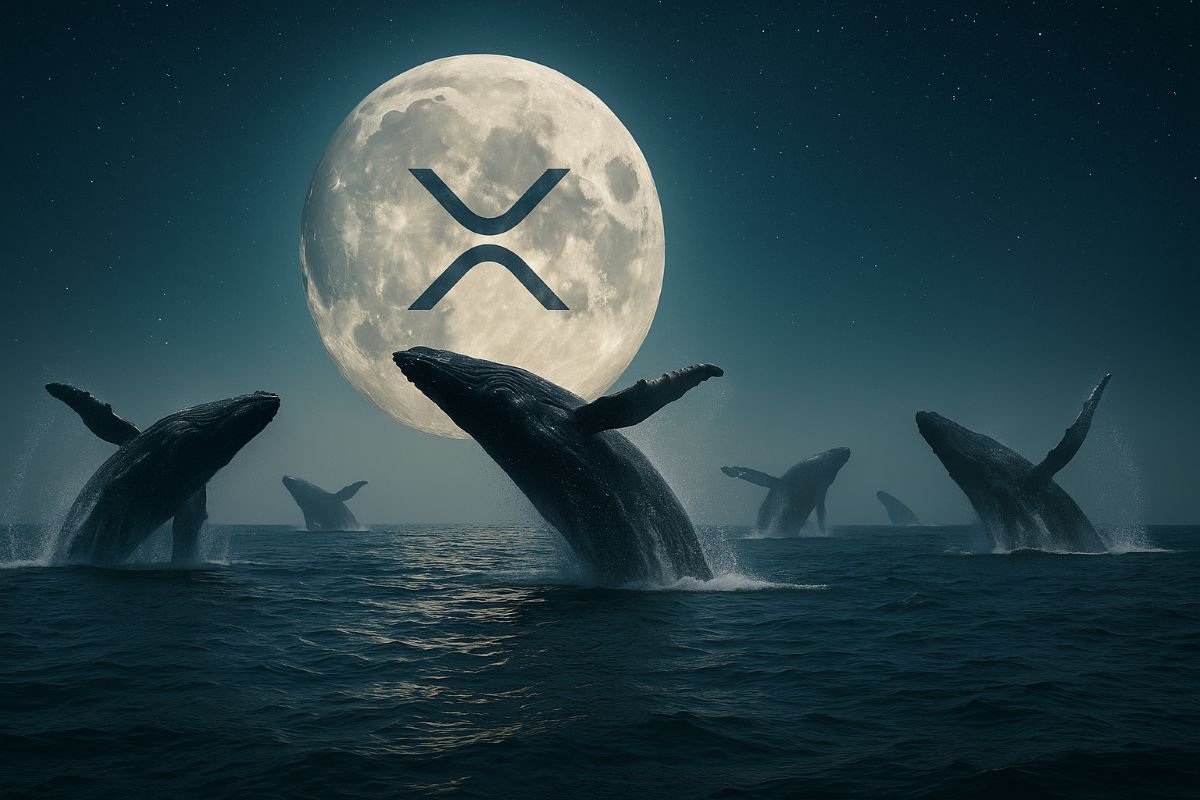 wp header logo 1338 XRP Nears ATH Following $3.8B Whale Surge – Maxi Doge Presale Explodes