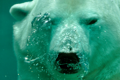 wp header logo 3036 Analyst Says XRP Price Is Yet To Hit Its First Bearish Target – Details