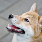 wp header logo 1156 ETF Dreams For Dogecoin: Serious Possibility Or Just Hype?