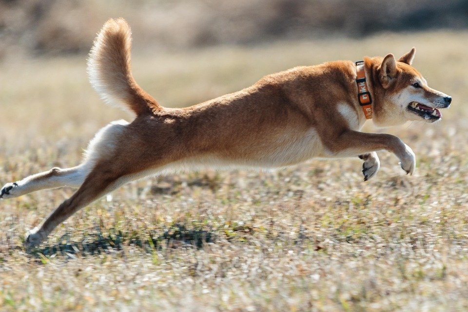 wp header logo 1293 Dogecoin Defies Odds, Jumps 21% Even As ETF Debut Gets Pushed Back