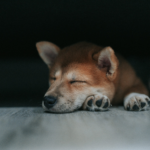 wp header logo 1396 Dogecoin May Pause Above $0.27 Before Charging Toward $0.45 – Analyst