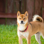 wp header logo 1984 Shiba Inu Joins The Ranks Of Dogecoin, XRP On Coinbase ETF Watchlist – The Next Big Thing?
