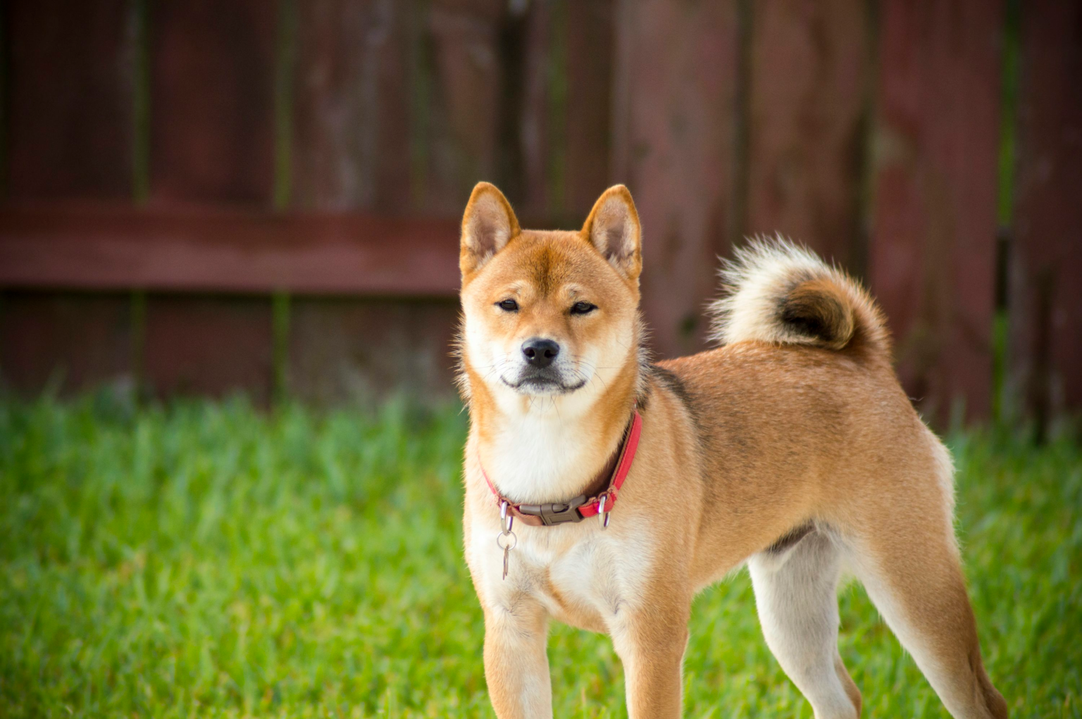 wp header logo 1984 Shiba Inu Joins The Ranks Of Dogecoin, XRP On Coinbase ETF Watchlist – The Next Big Thing?