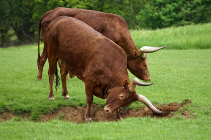 wp header logo 1064 XRP’s 2017 Pattern Returns In 2025, Analyst Predicts Massive Rally