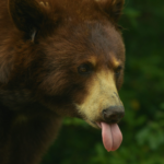 wp header logo 1413 Michael Saylor Issues Rally Cry To Bitcoin Army: “Starve The Bears!”