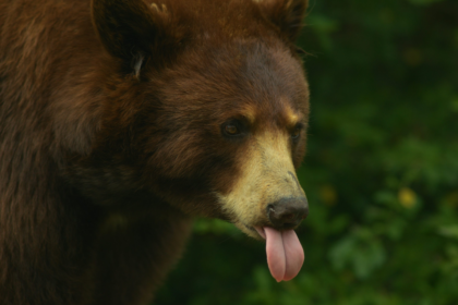 wp header logo 1413 Michael Saylor Issues Rally Cry To Bitcoin Army: “Starve The Bears!”