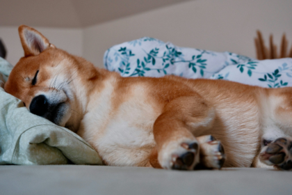 wp header logo 2161 Shiba Inu Might Be ‘Dead And Sleeping’, But Not For Long, Crypto Expert Says