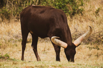 wp header logo 463 XRP Ready For Bullish Pop As Important Technical Signal Reappears