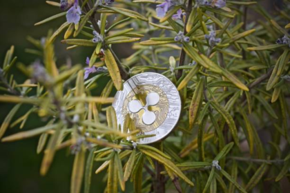 wp header logo 49 XRP Gears Up For Breakout, But Bearish Divergence Clouds Outlook