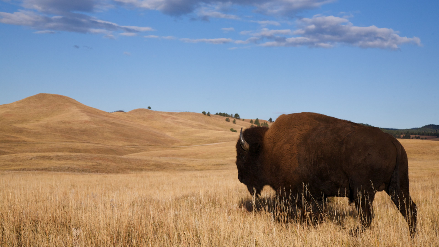 wp header logo 812 The Roughrider Coin: North Dakota Pioneers State-Backed Crypto For 2026