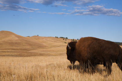 wp header logo 812 The Roughrider Coin: North Dakota Pioneers State-Backed Crypto For 2026