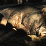 wp header logo 1309 Crypto ‘Pig-Butchering’ Scam Escalating Into A National Security Risk— Study