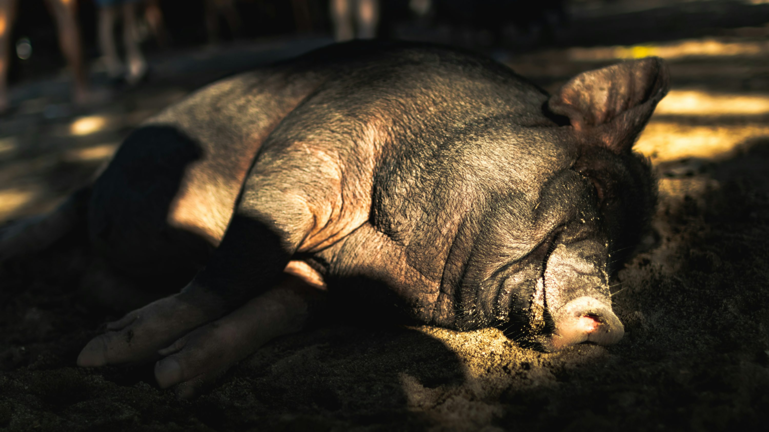 wp header logo 1309 Crypto ‘Pig-Butchering’ Scam Escalating Into A National Security Risk— Study