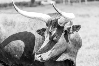 wp header logo 1353 From Dotcom To Crypto: Veteran Analyst Says The Bull Run Isn’t Over