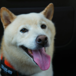 wp header logo 352 ‘Good News’ Finally Arrives For SHIB Army As Team Unveils New Update