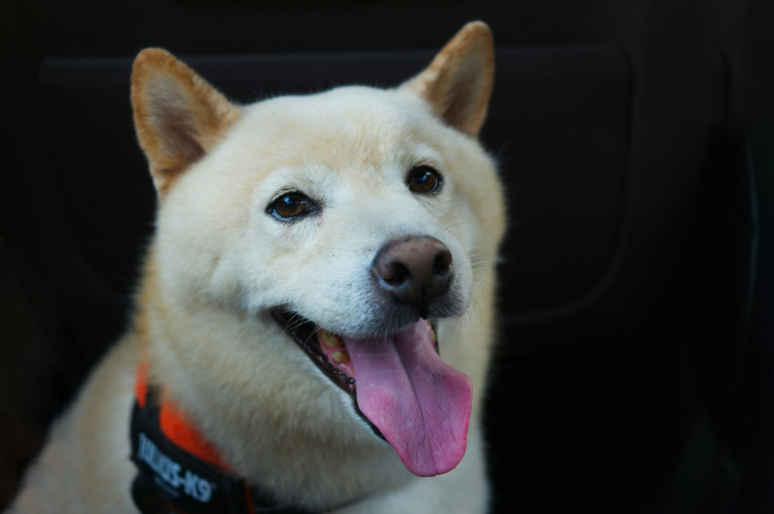 wp header logo 352 ‘Good News’ Finally Arrives For SHIB Army As Team Unveils New Update