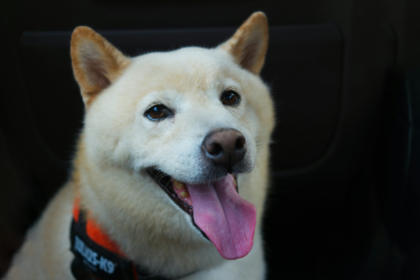 wp header logo 352 ‘Good News’ Finally Arrives For SHIB Army As Team Unveils New Update