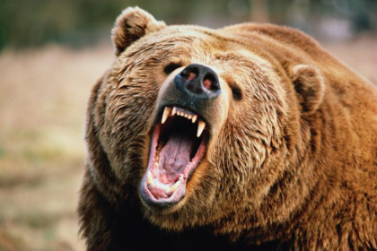wp header logo 411 Strategy’s Bitcoin Position Is Bear-Proof, Analyst Says